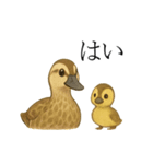 トリのおしゃべり5 - カルガモ2（個別スタンプ：12）