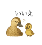 トリのおしゃべり5 - カルガモ2（個別スタンプ：13）