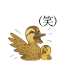 トリのおしゃべり5 - カルガモ2（個別スタンプ：17）