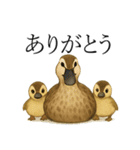 トリのおしゃべり5 - カルガモ2（個別スタンプ：19）