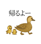 トリのおしゃべり5 - カルガモ2（個別スタンプ：22）