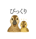 トリのおしゃべり5 - カルガモ2（個別スタンプ：30）