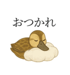 トリのおしゃべり5 - カルガモ2（個別スタンプ：31）