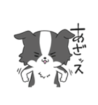 感謝を伝えたいボーダーコリー（個別スタンプ：12）
