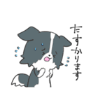 感謝を伝えたいボーダーコリー（個別スタンプ：17）