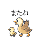 トリのおしゃべり4 - カルガモ1（個別スタンプ：4）