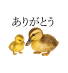 トリのおしゃべり4 - カルガモ1（個別スタンプ：10）