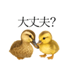 トリのおしゃべり4 - カルガモ1（個別スタンプ：11）