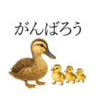 トリのおしゃべり4 - カルガモ1（個別スタンプ：12）