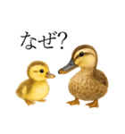 トリのおしゃべり4 - カルガモ1（個別スタンプ：13）