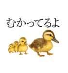 トリのおしゃべり4 - カルガモ1（個別スタンプ：14）