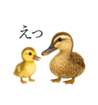トリのおしゃべり4 - カルガモ1（個別スタンプ：15）