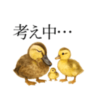 トリのおしゃべり4 - カルガモ1（個別スタンプ：16）