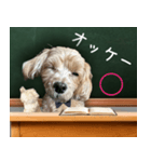 飛び出す！教えて☆まる先生（個別スタンプ：12）