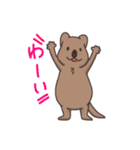 ゆる〜いクアッカワラビー（個別スタンプ：13）