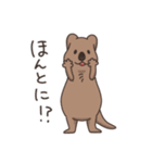 ゆる〜いクアッカワラビー（個別スタンプ：23）