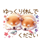 ずっと使える♥ふんわり柴犬の敬語（個別スタンプ：40）