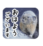 ナキウサギちゃん2（写真編）（個別スタンプ：1）