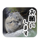 ナキウサギちゃん2（写真編）（個別スタンプ：2）