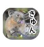 ナキウサギちゃん2（写真編）（個別スタンプ：3）