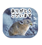 ナキウサギちゃん2（写真編）（個別スタンプ：4）