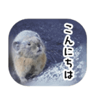 ナキウサギちゃん2（写真編）（個別スタンプ：5）