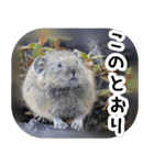 ナキウサギちゃん2（写真編）（個別スタンプ：7）