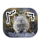 ナキウサギちゃん2（写真編）（個別スタンプ：8）