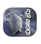 ナキウサギちゃん2（写真編）（個別スタンプ：9）