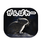 ナキウサギちゃん2（写真編）（個別スタンプ：12）