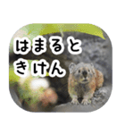ナキウサギちゃん2（写真編）（個別スタンプ：13）