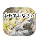 ナキウサギちゃん2（写真編）（個別スタンプ：14）