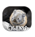 ナキウサギちゃん2（写真編）（個別スタンプ：16）