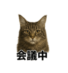 リアルすぎ！メインクーン猫の仕事スタンプ（個別スタンプ：1）