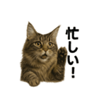 リアルすぎ！メインクーン猫の仕事スタンプ（個別スタンプ：2）