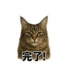 リアルすぎ！メインクーン猫の仕事スタンプ（個別スタンプ：3）
