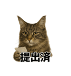 リアルすぎ！メインクーン猫の仕事スタンプ（個別スタンプ：4）