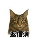 リアルすぎ！メインクーン猫の仕事スタンプ（個別スタンプ：5）