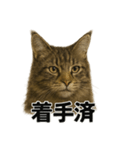 リアルすぎ！メインクーン猫の仕事スタンプ（個別スタンプ：7）