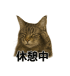 リアルすぎ！メインクーン猫の仕事スタンプ（個別スタンプ：8）