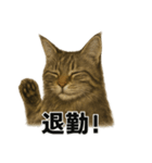 リアルすぎ！メインクーン猫の仕事スタンプ（個別スタンプ：9）