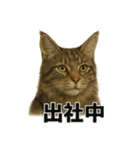 リアルすぎ！メインクーン猫の仕事スタンプ（個別スタンプ：10）