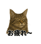 リアルすぎ！メインクーン猫の仕事スタンプ（個別スタンプ：11）