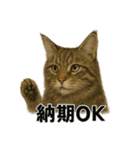 リアルすぎ！メインクーン猫の仕事スタンプ（個別スタンプ：12）