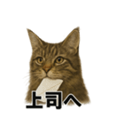 リアルすぎ！メインクーン猫の仕事スタンプ（個別スタンプ：13）