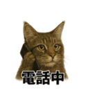 リアルすぎ！メインクーン猫の仕事スタンプ（個別スタンプ：16）