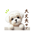関西弁で動く♡羊毛マルチーズの家族連絡（個別スタンプ：5）