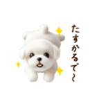 関西弁で動く♡羊毛マルチーズの家族連絡（個別スタンプ：13）