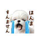 関西弁で動く♡羊毛マルチーズの家族連絡（個別スタンプ：18）