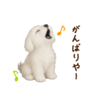 関西弁で動く♡羊毛マルチーズの家族連絡（個別スタンプ：21）